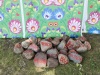 2026-05-07-Swieto_Dziekczynienia-JGas-Male-2870